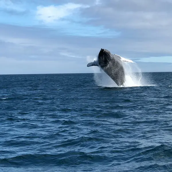 Production Equipment Rentals